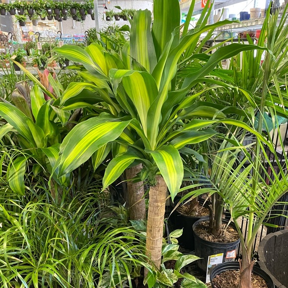 Meet your Posher, Jennifer - Picture 1 of 1